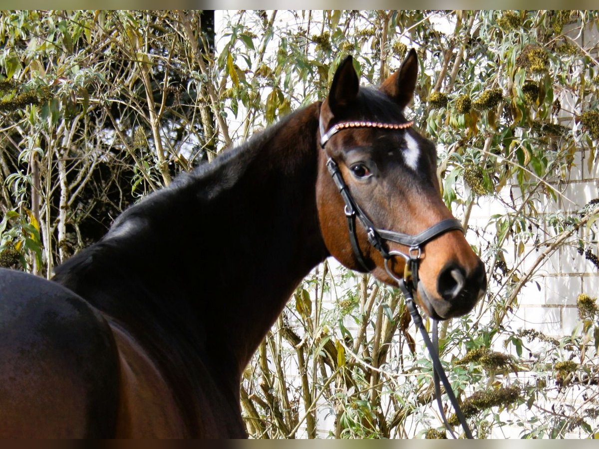 Hannover Castrone 4 Anni 168 cm Baio scuro in Winh&#xF6;ring