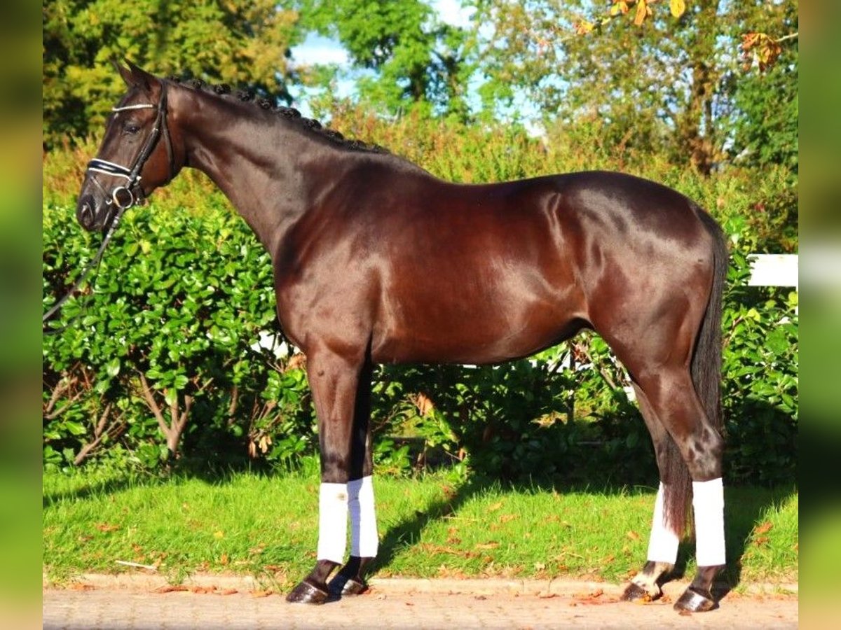 Hannover Castrone 4 Anni 168 cm Morello in Selsingen