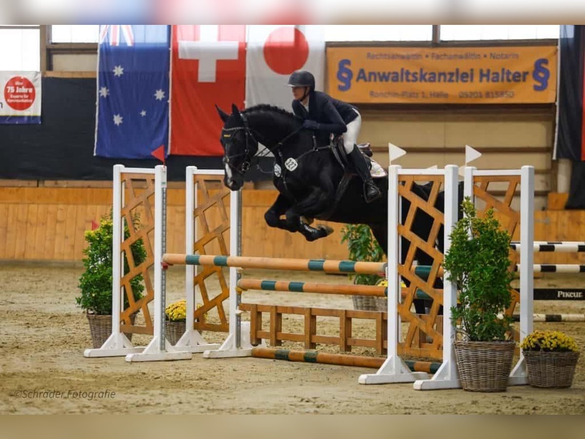 Hannover Castrone 4 Anni 168 cm Morello in Borgholzhausen