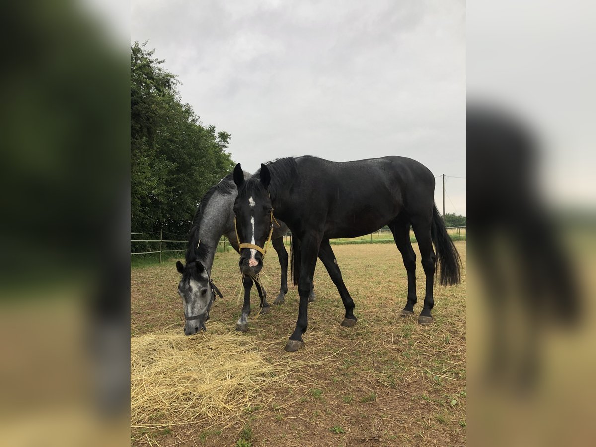 Hannover Castrone 4 Anni 168 cm Morello in Edingen-Neckarhausen