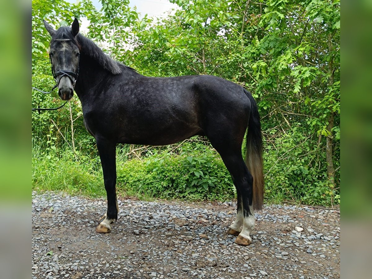 Hannover Castrone 4 Anni 168 cm Può diventare grigio in Königheim