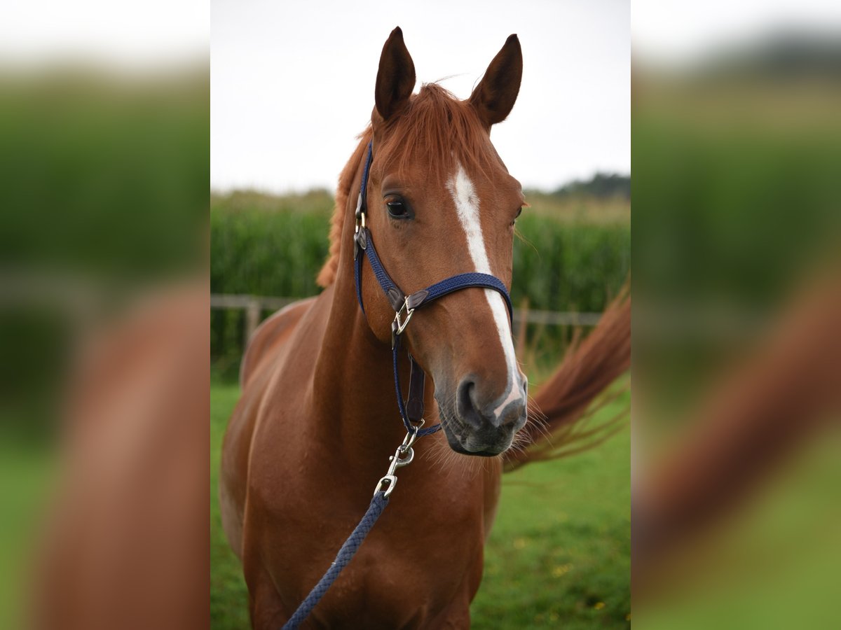 Hannover Castrone 4 Anni 168 cm Sauro in Kolbermoor