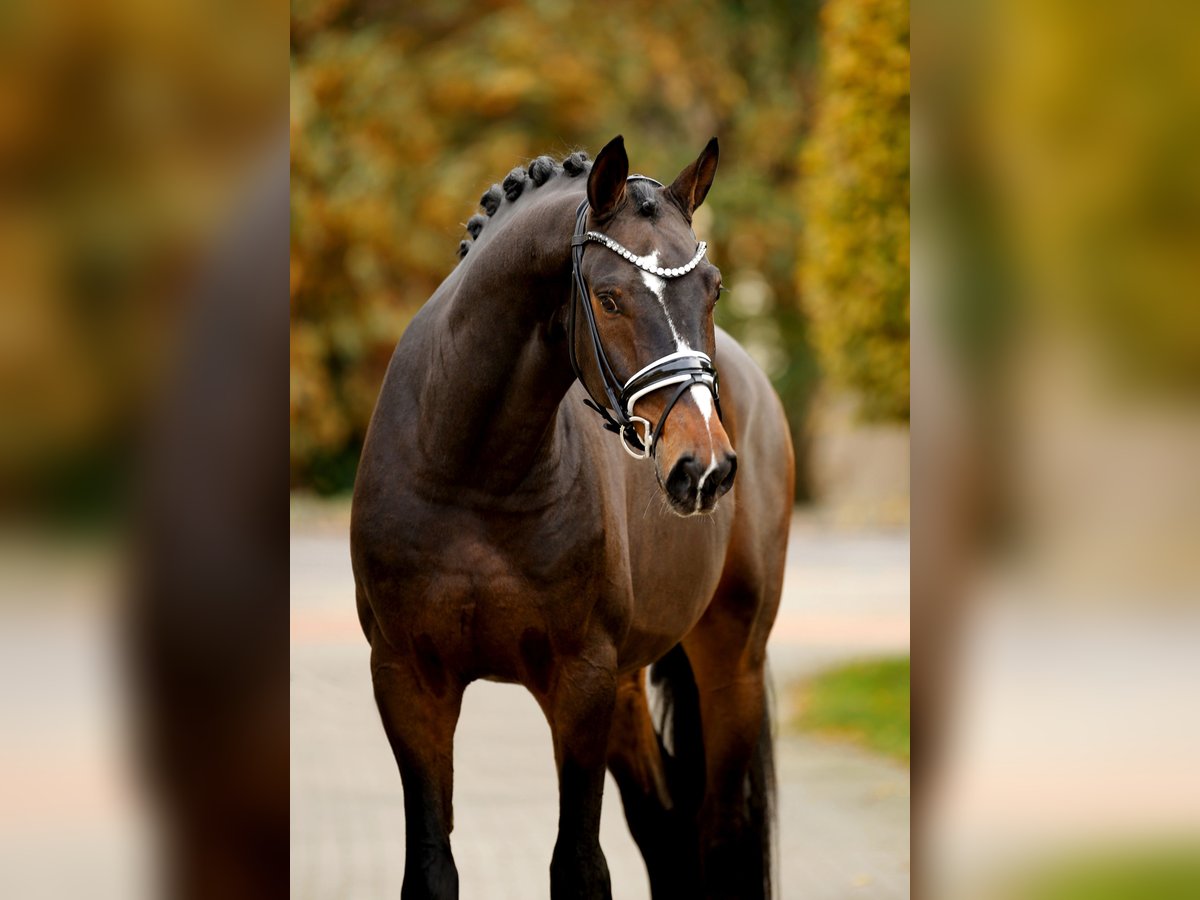 Hannover Castrone 4 Anni 169 cm Baio scuro in Vechta