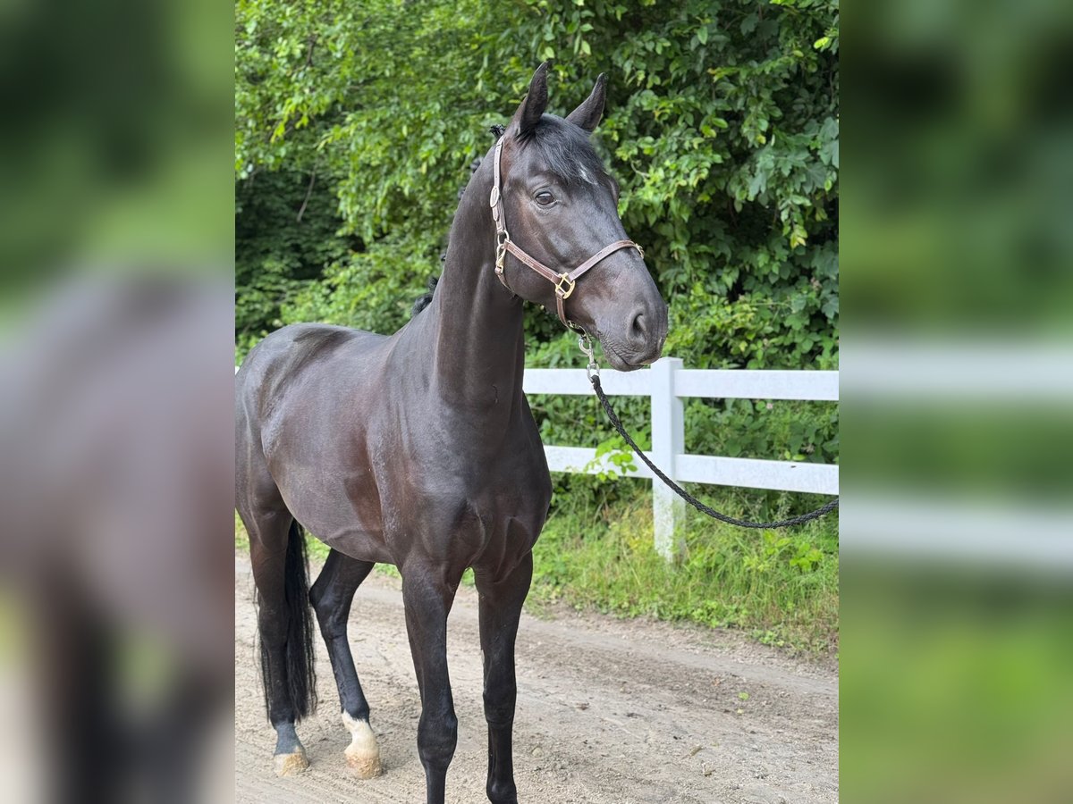 Hannover Castrone 4 Anni 169 cm Morello in Neuwied