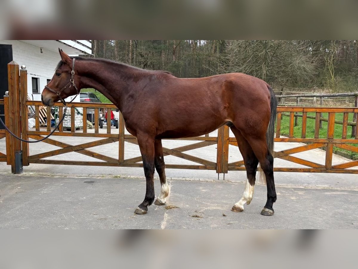 Hannover Castrone 4 Anni 170 cm Baio in Moers