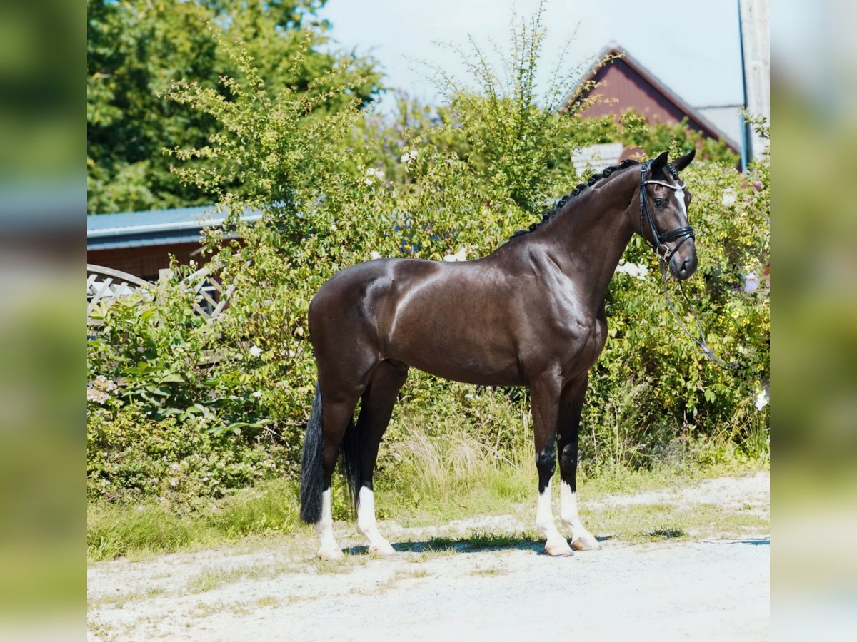 Hannover Castrone 4 Anni 170 cm Morello in Hohenfelde