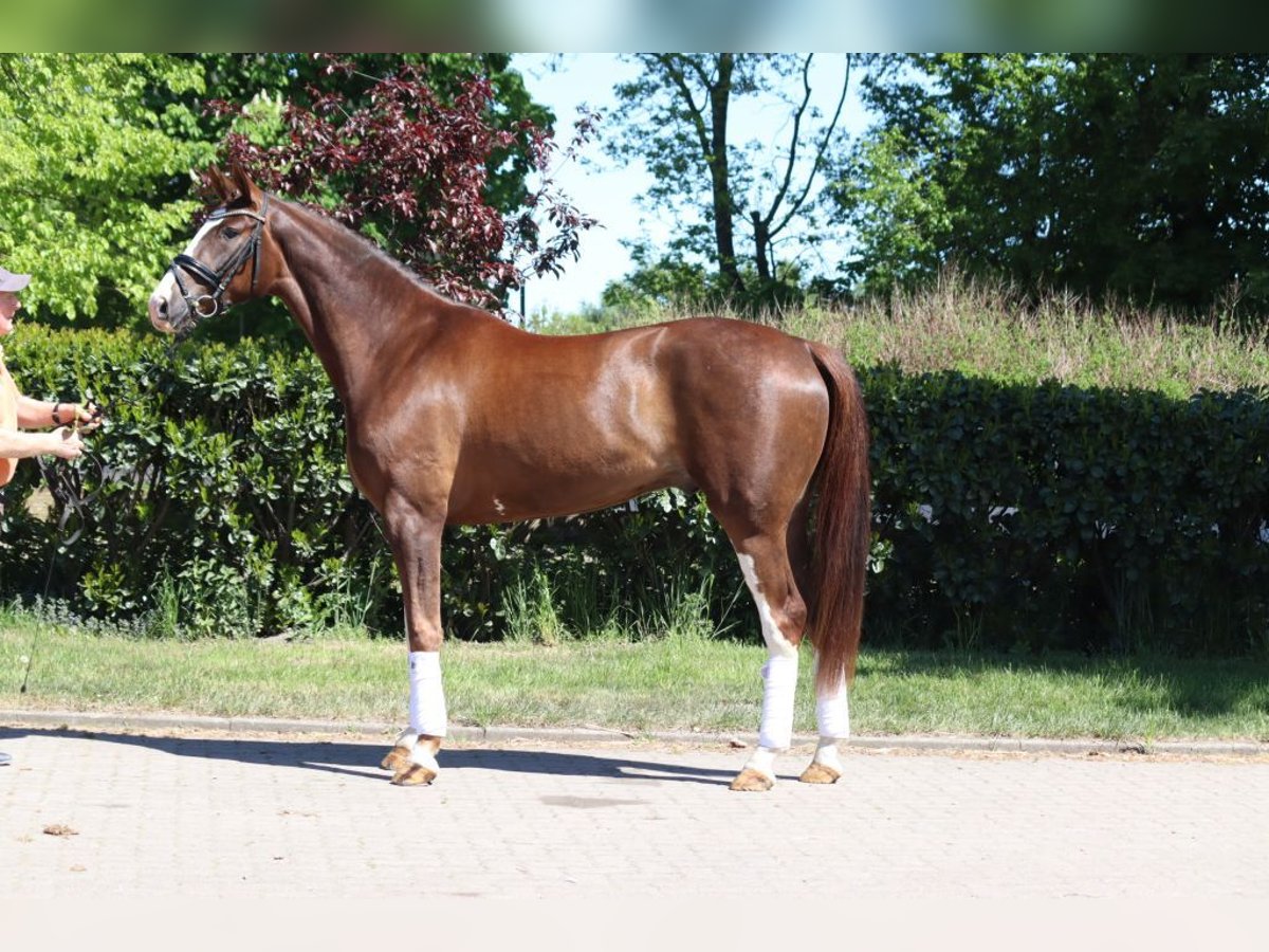 Hannover Castrone 4 Anni 170 cm Sauro scuro in Selsingen