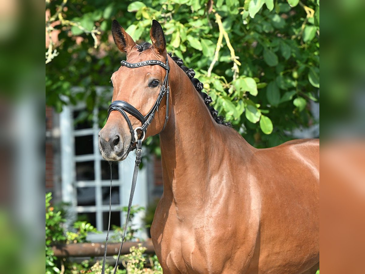 Hannover Castrone 4 Anni 171 cm Baio in Bad Bevensen