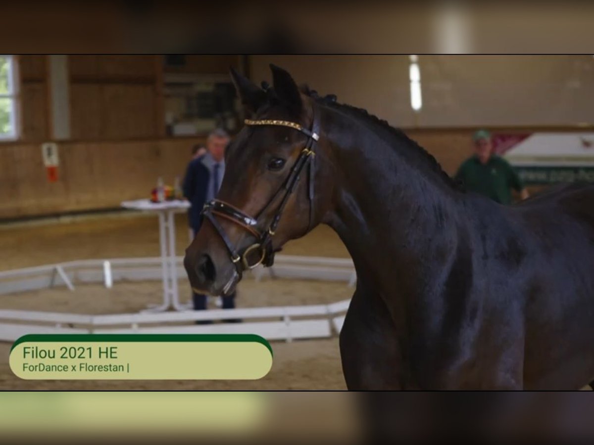 Hannover Castrone 4 Anni 171 cm Baio in Weil