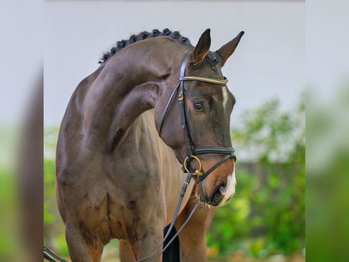 Hannover Castrone 4 Anni 171 cm Baio scuro in M&#xFC;nster-Handorf