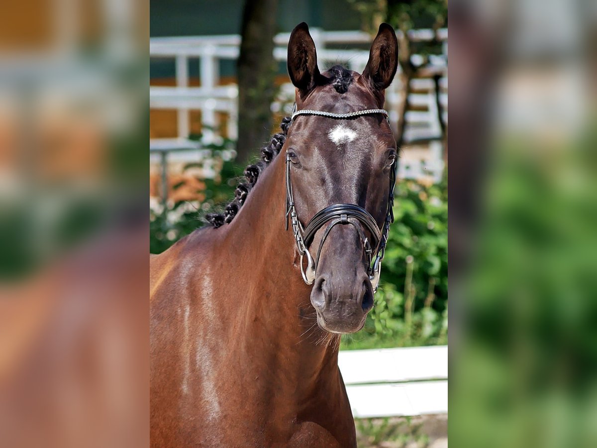 Hannover Castrone 4 Anni 171 cm Morello in Bad Wörishofen