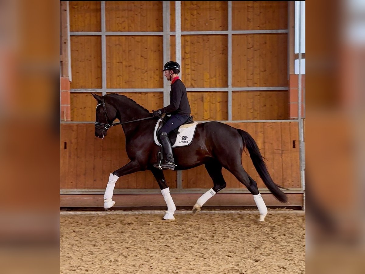 Hannover Castrone 4 Anni 171 cm Morello in Gleichen