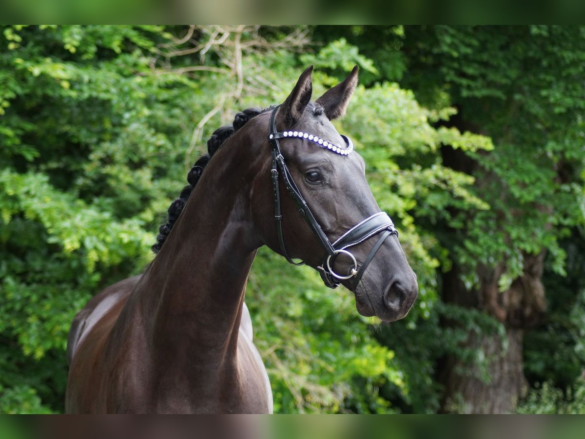 Hannover Castrone 4 Anni 171 cm Morello in Gleichen