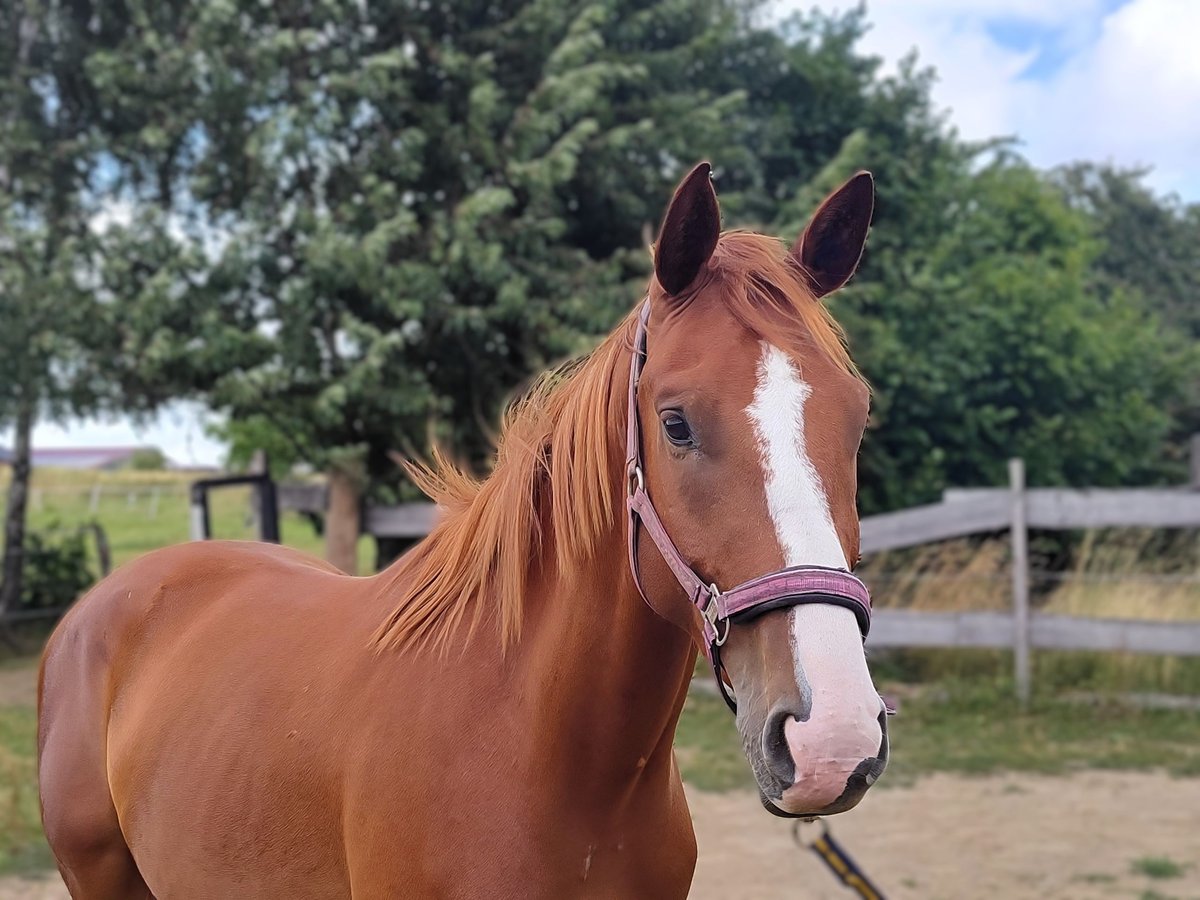 Hannover Castrone 4 Anni 171 cm Sauro in Hattert