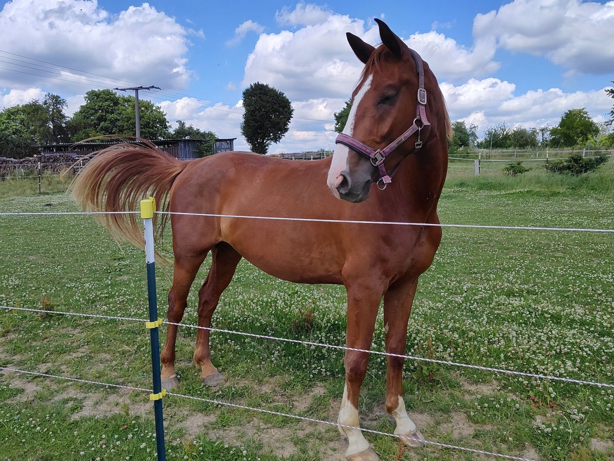 Hannover Castrone 4 Anni 171 cm Sauro in Hattert