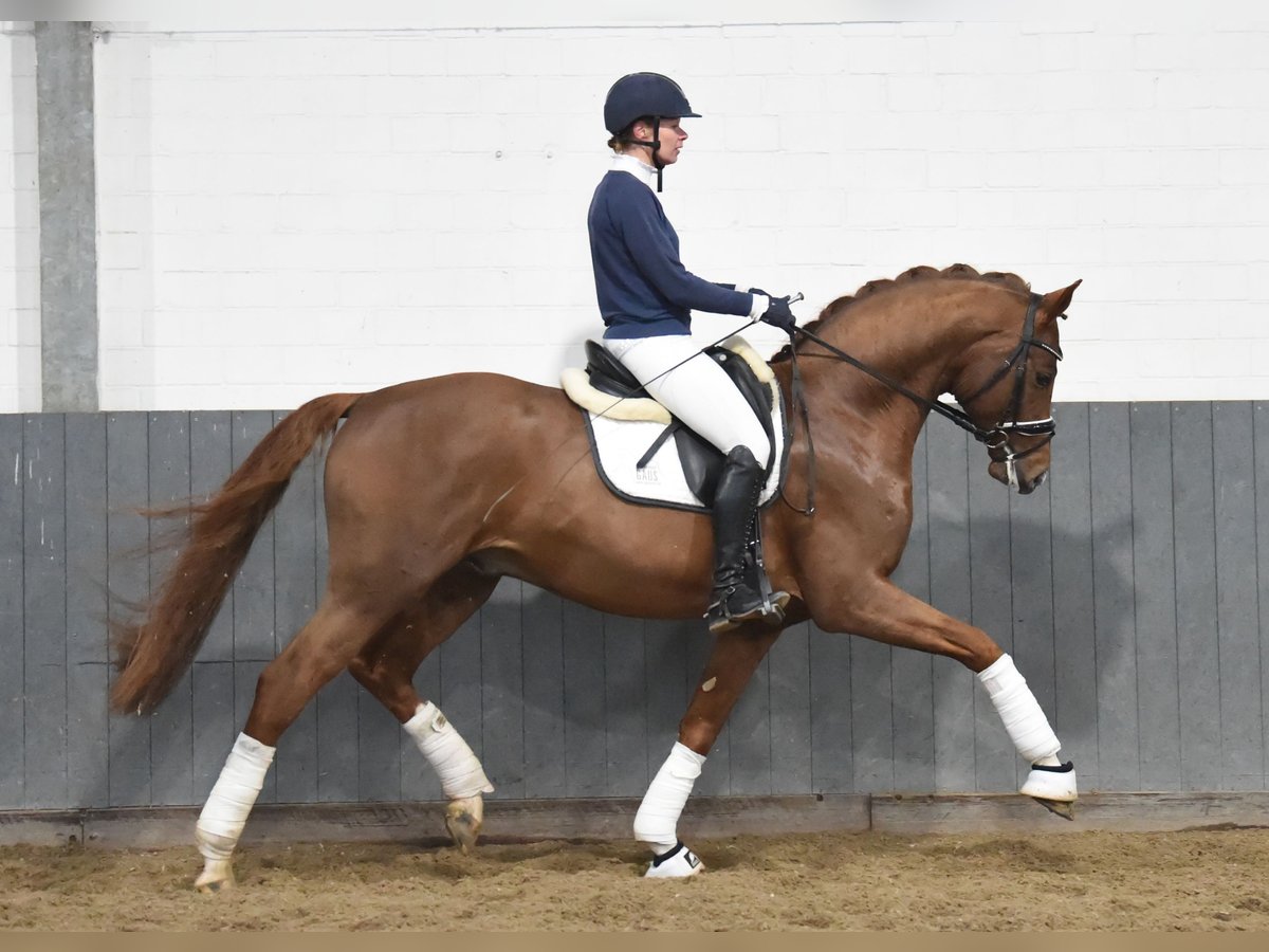 Hannover Castrone 4 Anni 171 cm Sauro in Tiddische