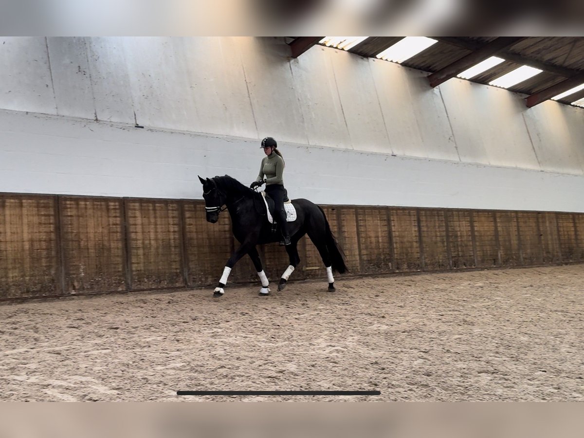 Hannover Castrone 4 Anni 172 cm Morello in Oosterhout