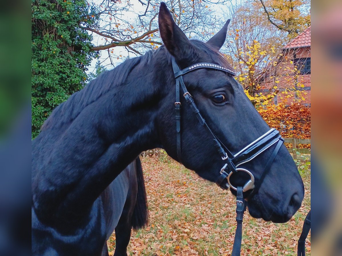 Hannover Castrone 4 Anni 173 cm Morello in Burgdorf