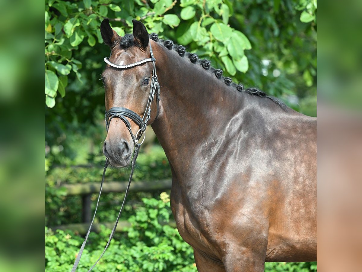 Hannover Castrone 4 Anni 174 cm Baio in Bad Bevensen