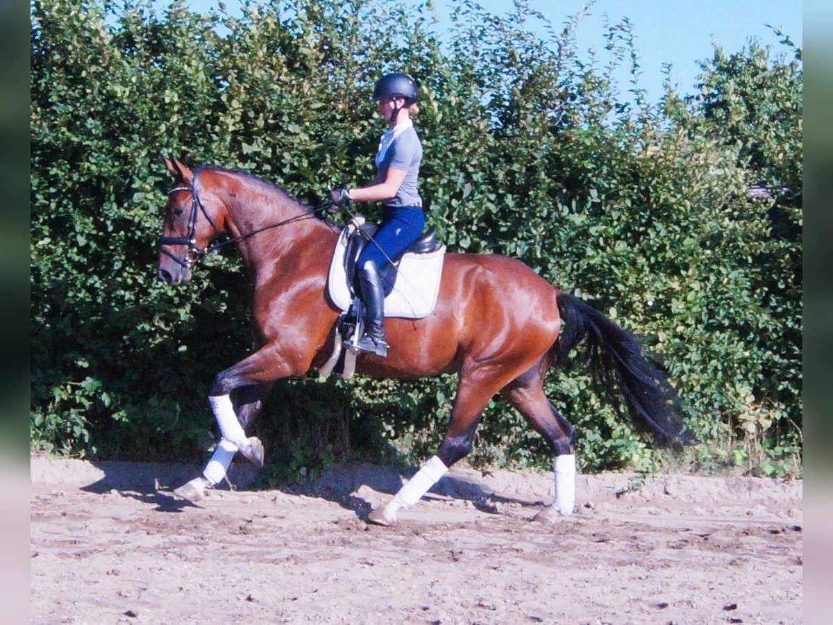 Hannover Castrone 4 Anni 174 cm Baio in Scharnebeck