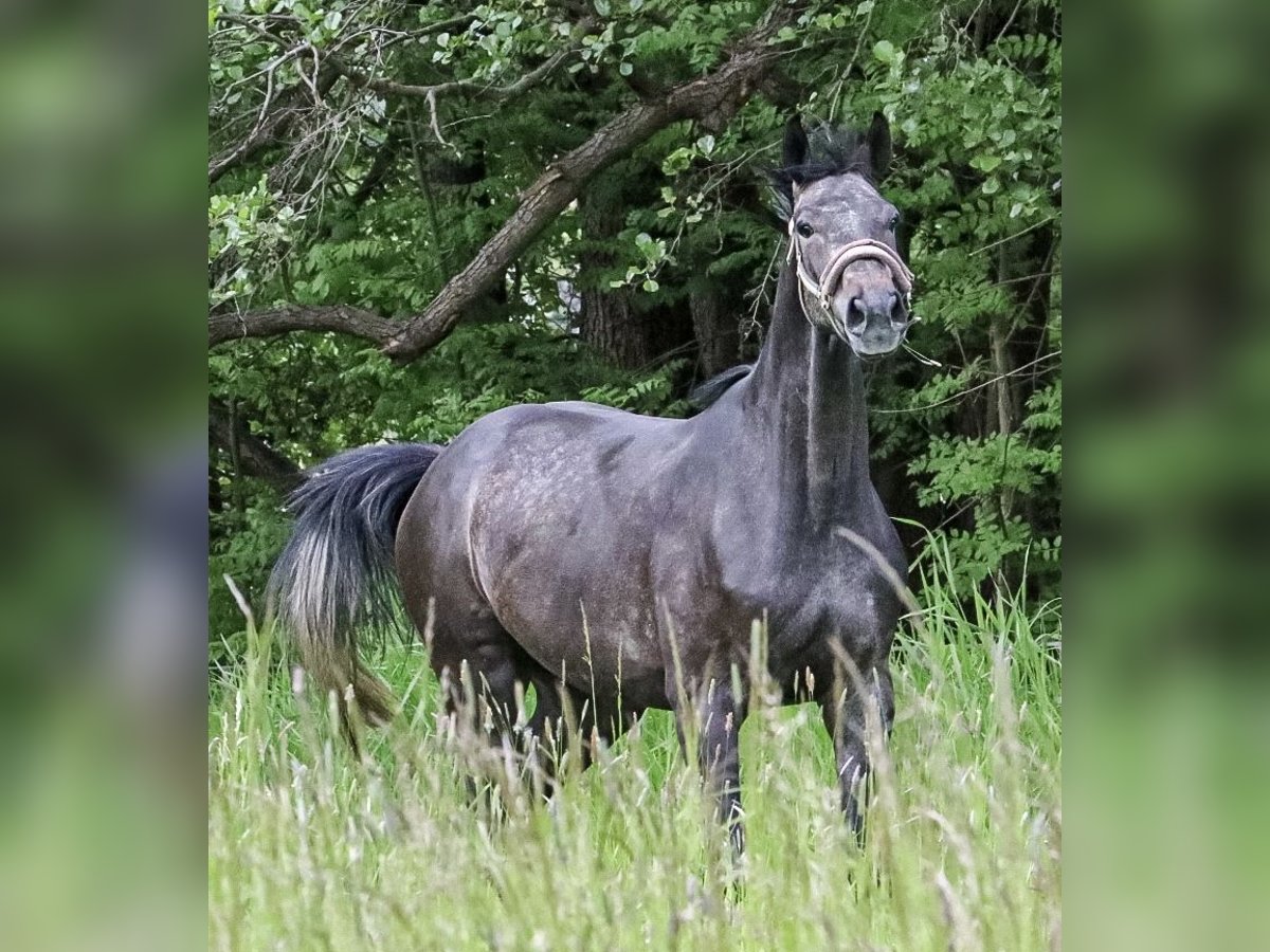 Hannover Castrone 4 Anni 174 cm Grigio ferro in Riesa