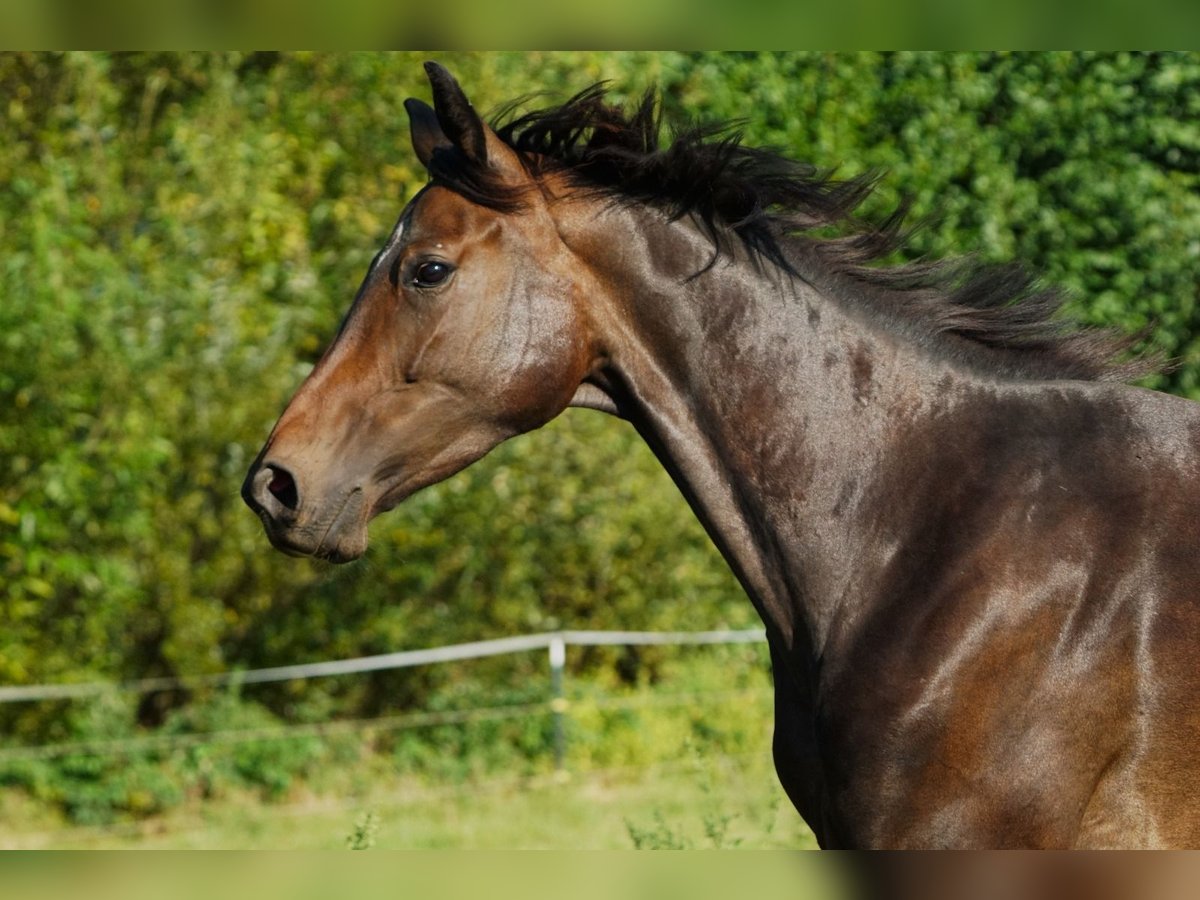 Hannover Castrone 4 Anni 175 cm Baio scuro in Creußen