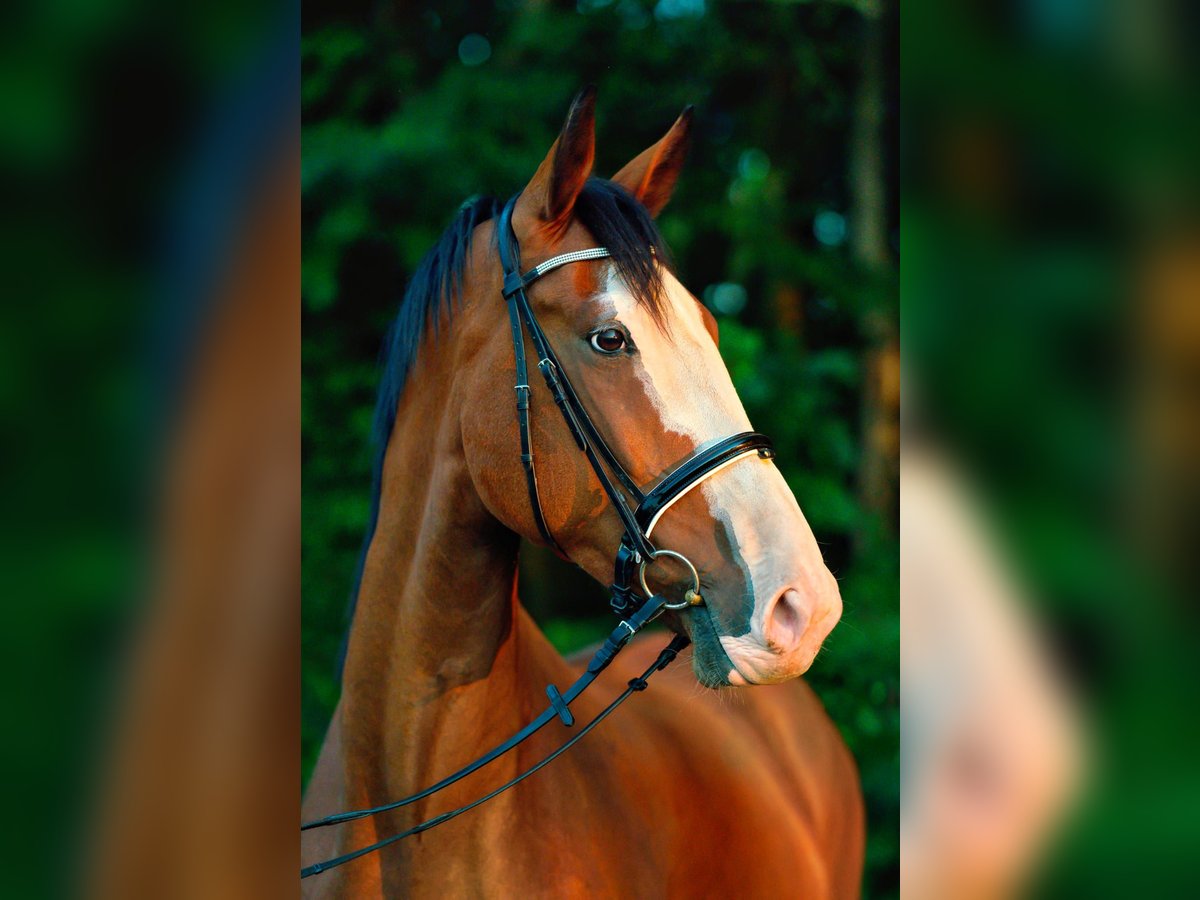 Hannover Castrone 4 Anni 182 cm Baio in Nienburg (Weser)