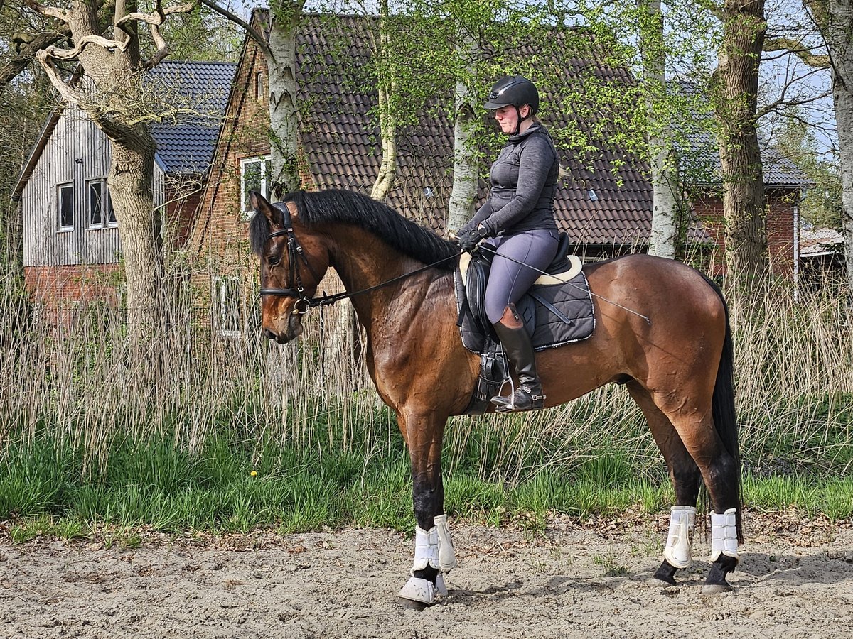 Hannover Castrone 4 Anni Baio in Beverstedt