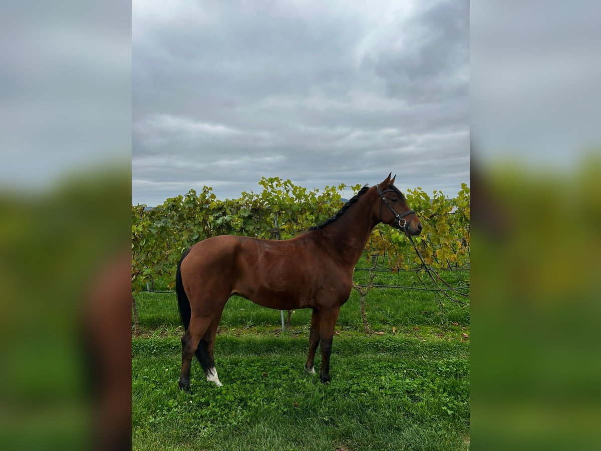 Hannover Castrone 5 Anni 164 cm Baio in Abstatt