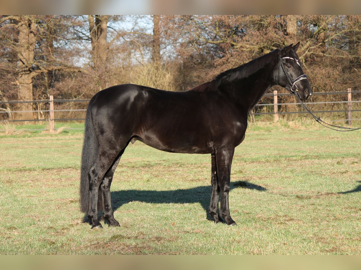 Hannover Castrone 5 Anni 165 cm Morello in Adelheidsdorf