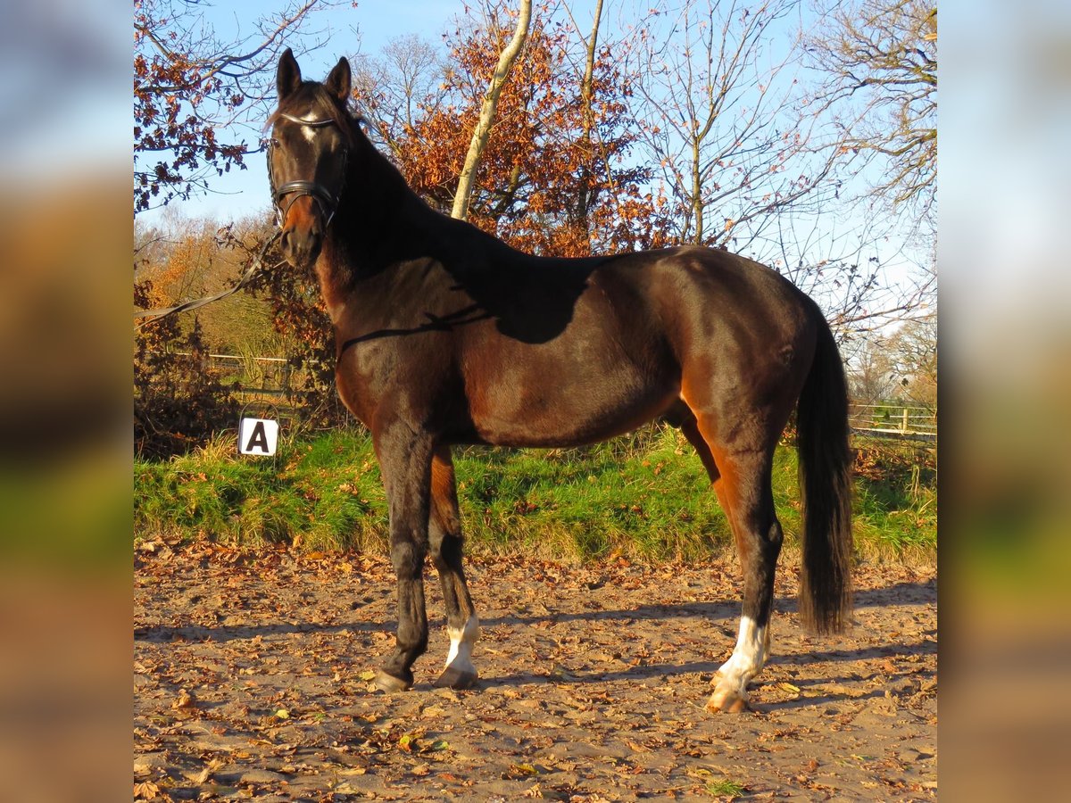 Hannover Castrone 5 Anni 168 cm Baio in Jever