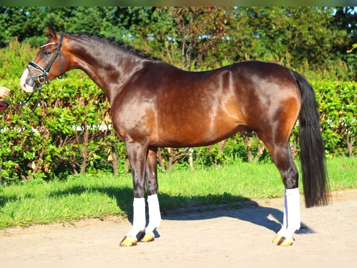 Hannover Castrone 5 Anni 168 cm Baio in Selsingen