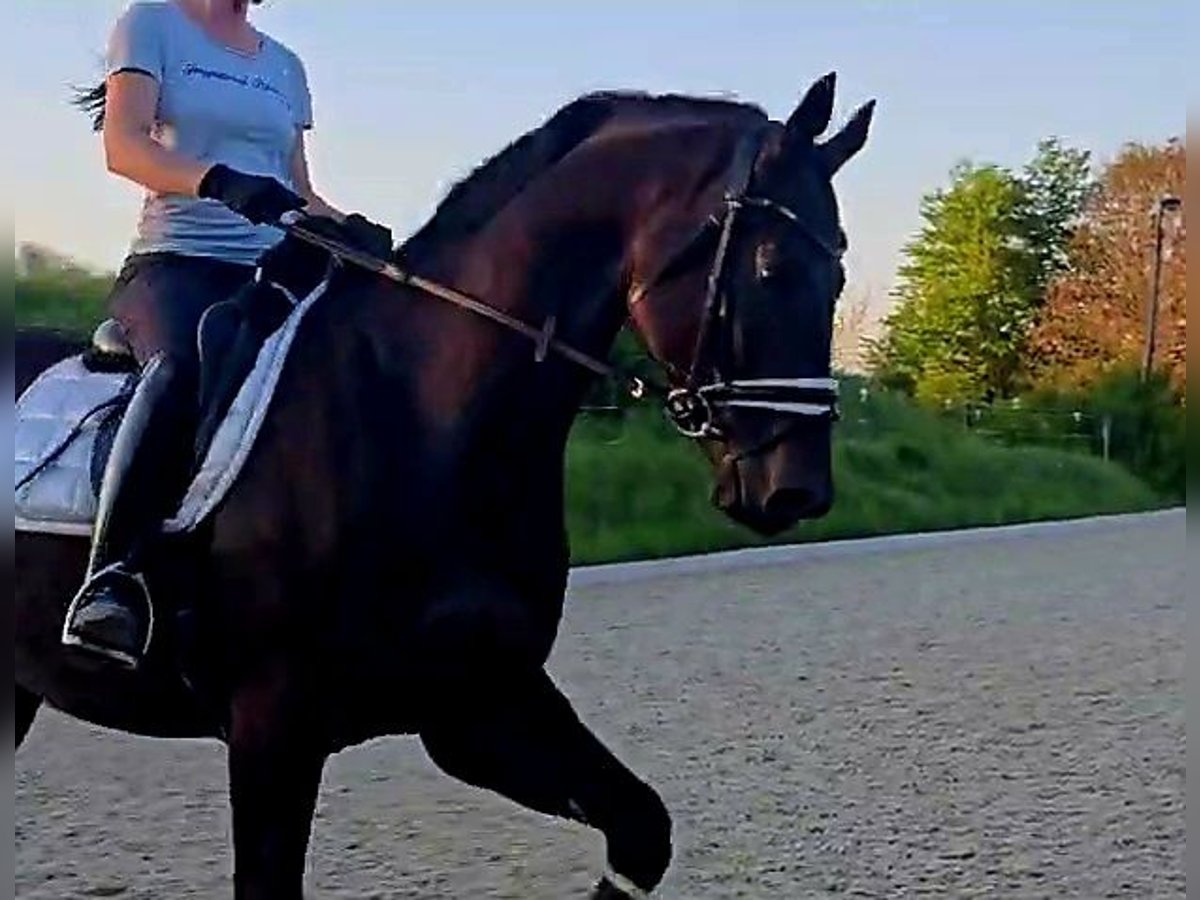 Hannover Castrone 5 Anni 168 cm Baio nero in Böheimkirchen