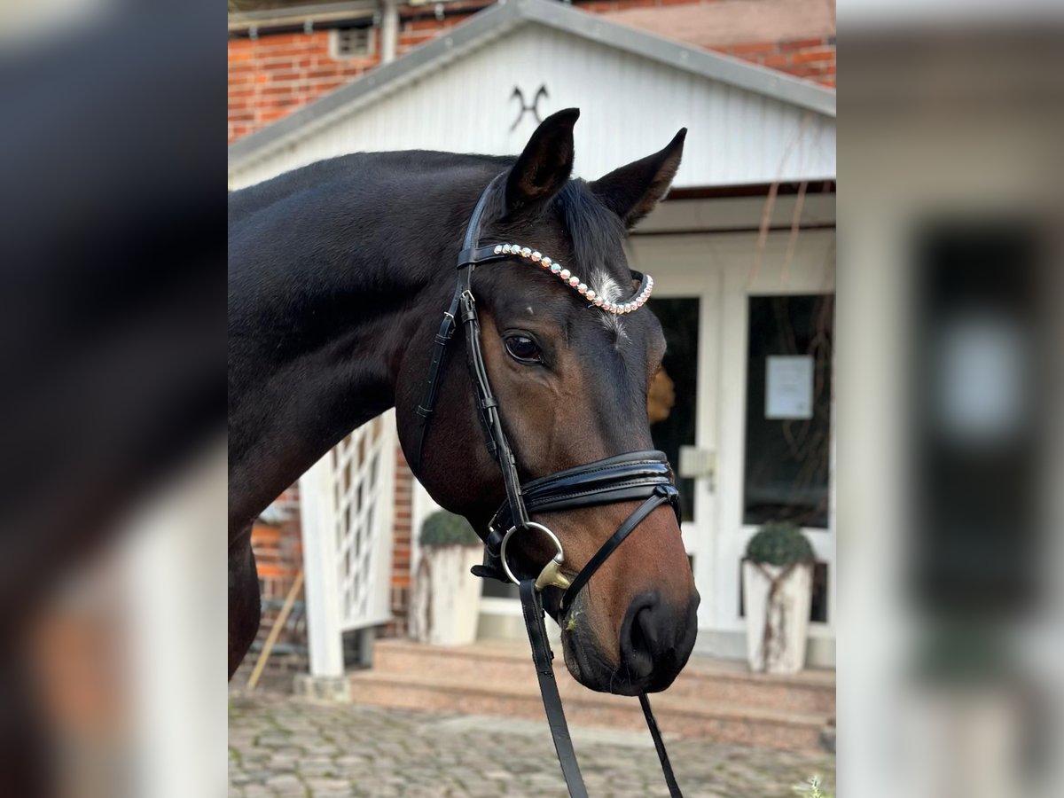 Hannover Castrone 5 Anni 168 cm Baio nero in Verden (Aller)