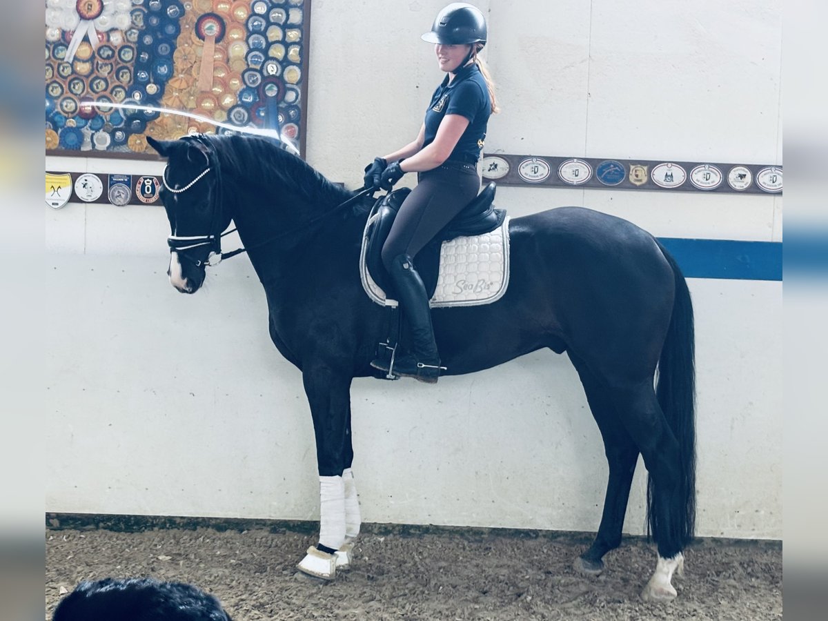 Hannover Castrone 5 Anni 168 cm Baio scuro in Sottrum
