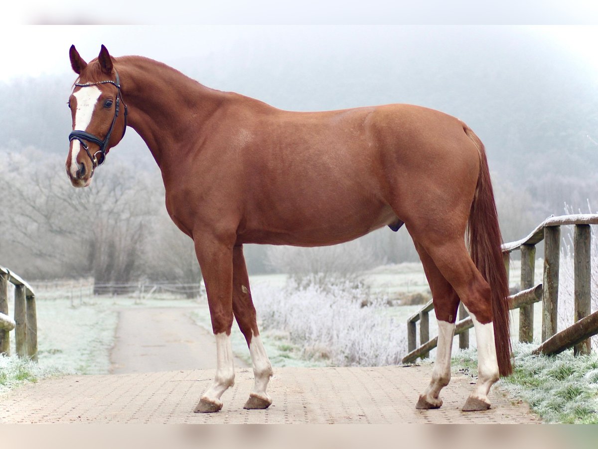 Hannover Castrone 5 Anni 168 cm Sauro in Marburg
