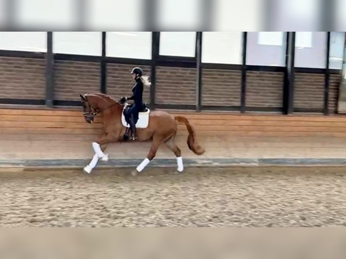Hannover Castrone 5 Anni 169 cm Sauro in Heidesheim am Rhein