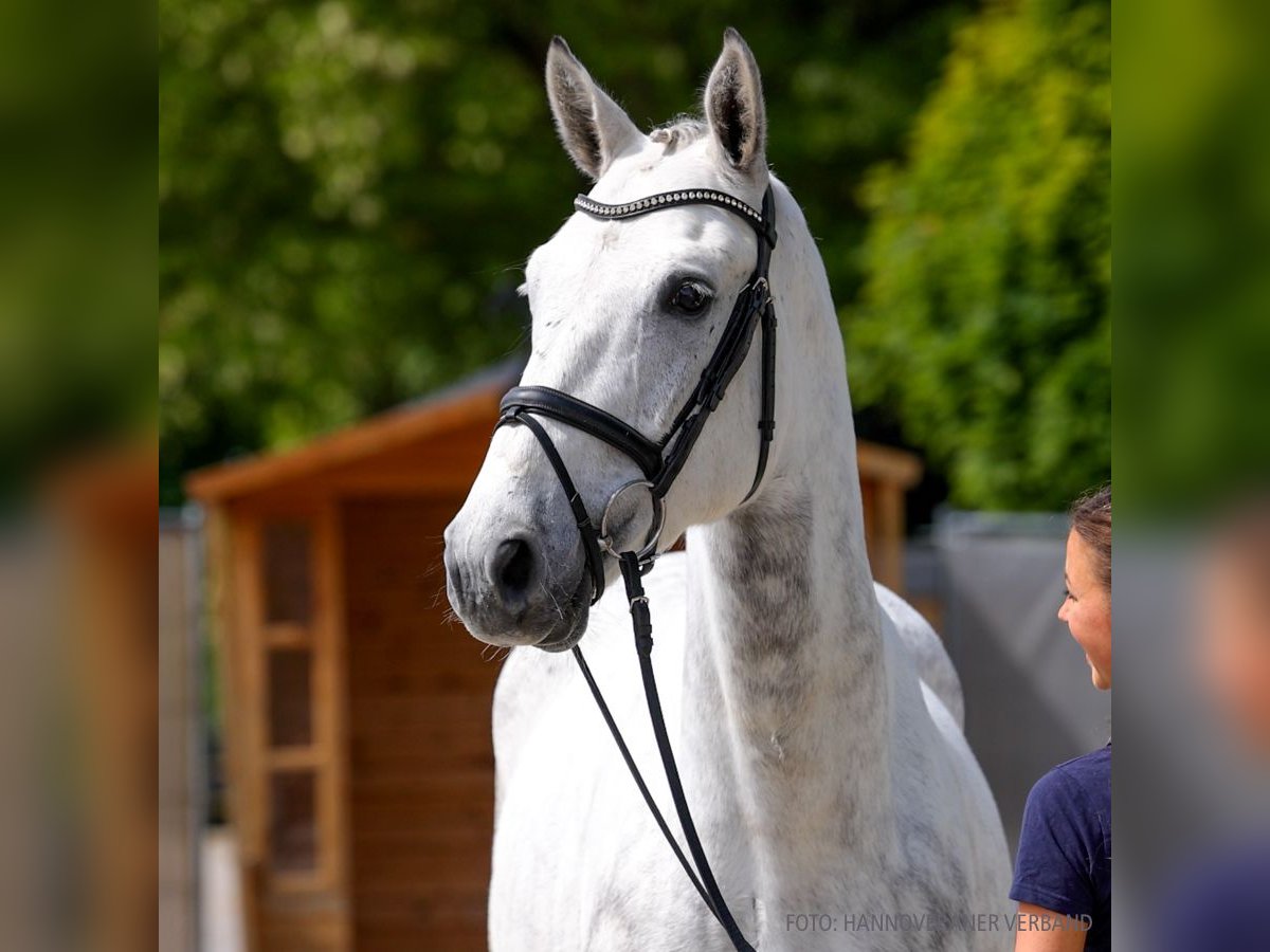 Hannover Castrone 5 Anni 169 cm Sauro in Verden