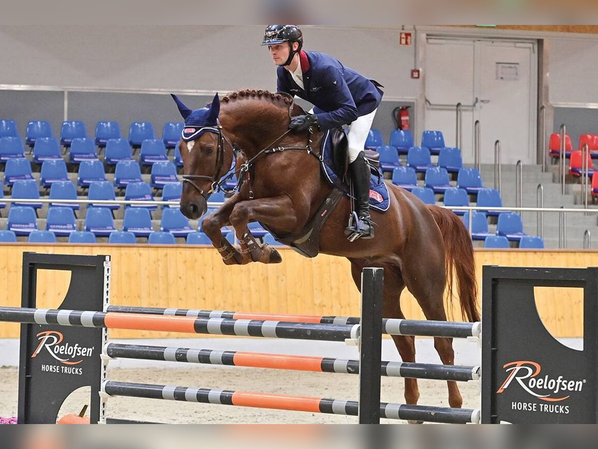 Hannover Castrone 5 Anni 169 cm Sauro scuro in Vechta