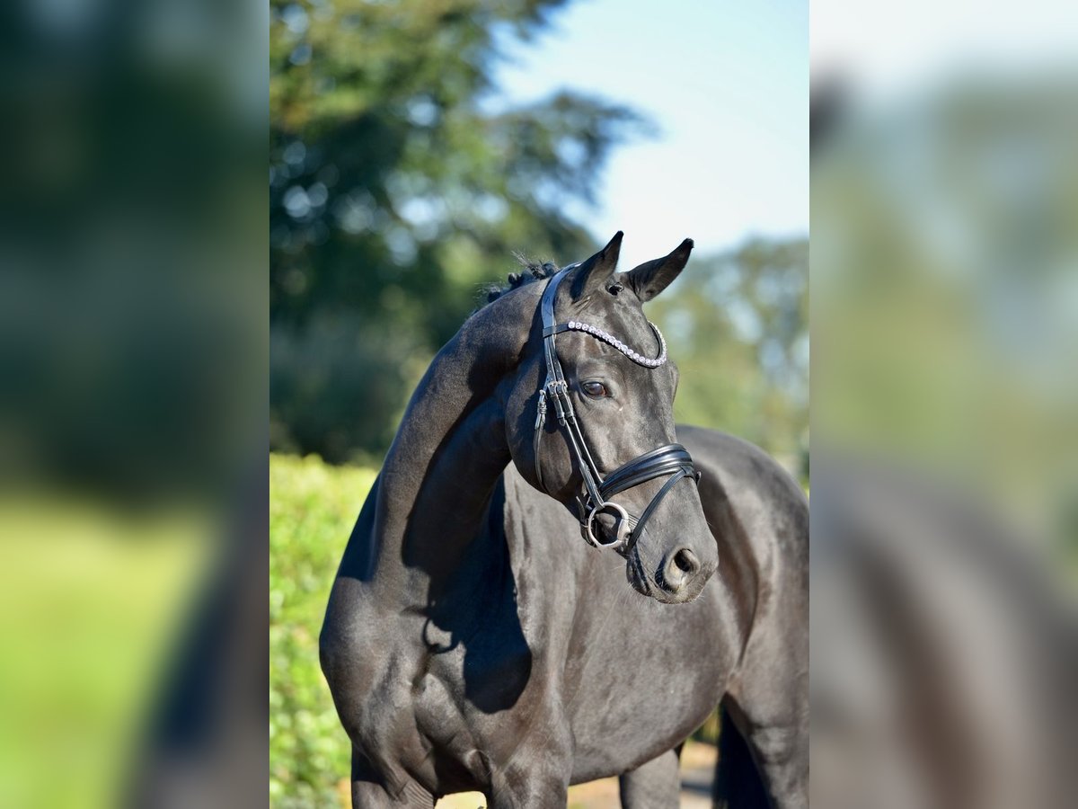 Hannover Castrone 5 Anni 170 cm Morello in Vechta