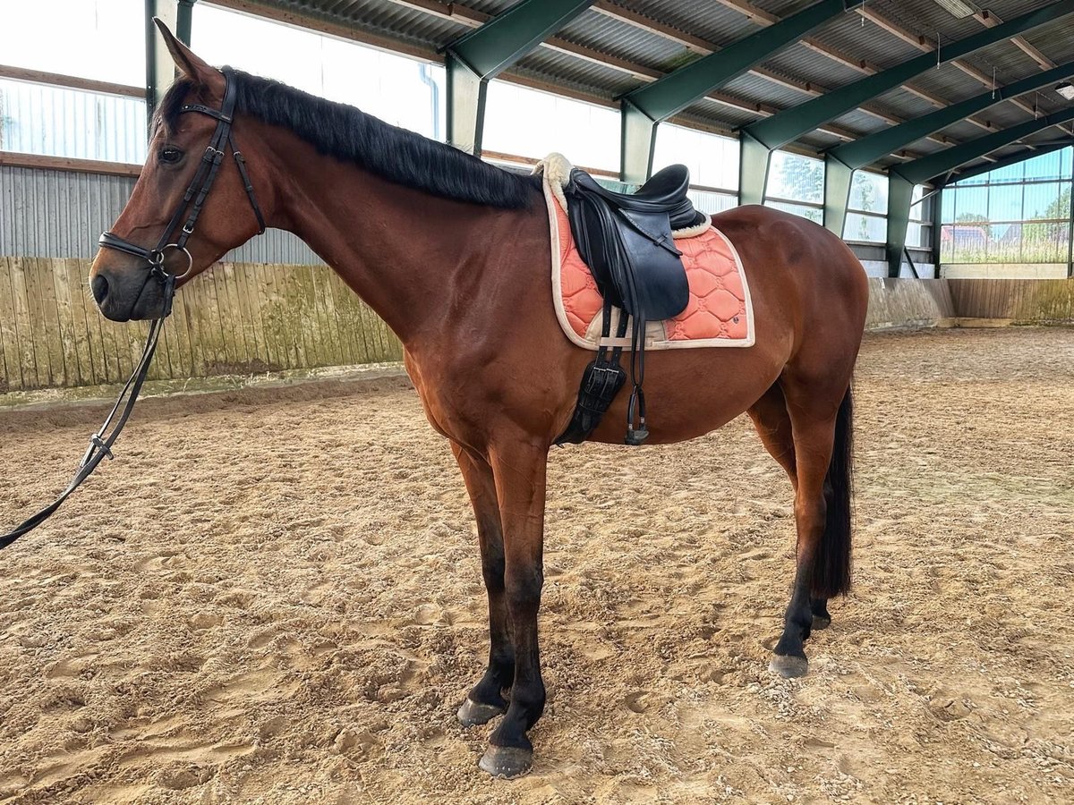 Hannover Castrone 5 Anni 171 cm Baio in Sauensiek
