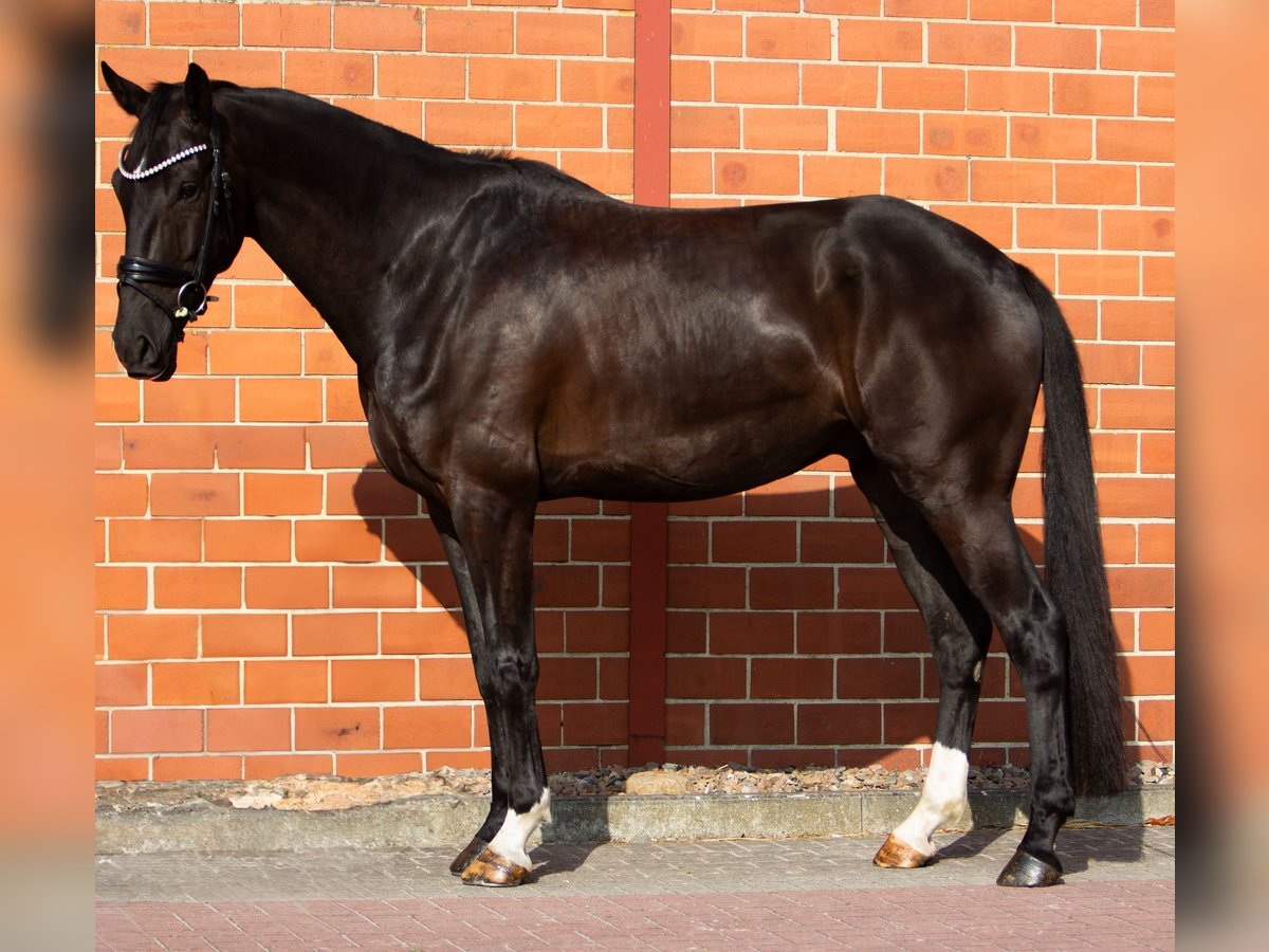 Hannover Castrone 5 Anni 172 cm Morello in Bad Oeynhausen