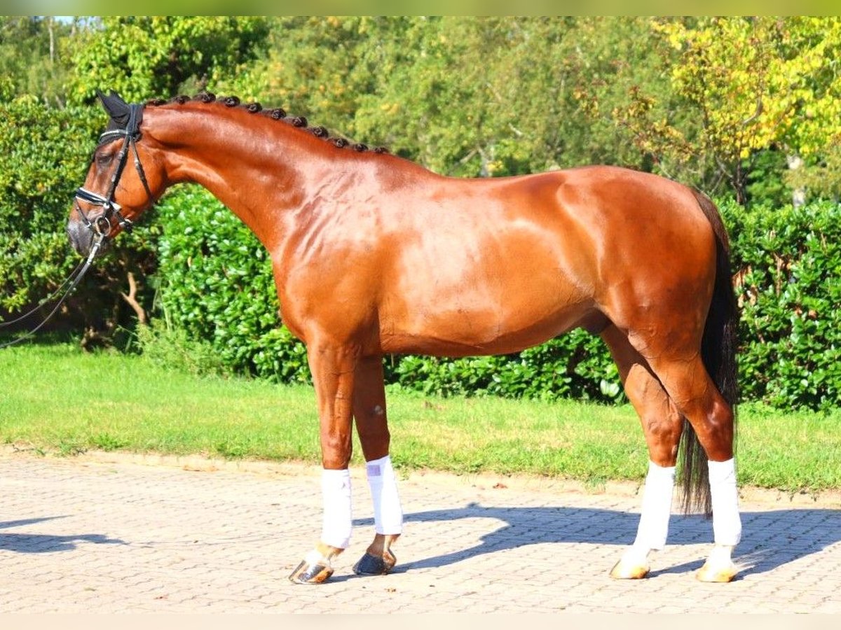 Hannover Castrone 5 Anni 172 cm Sauro scuro in Selsingen