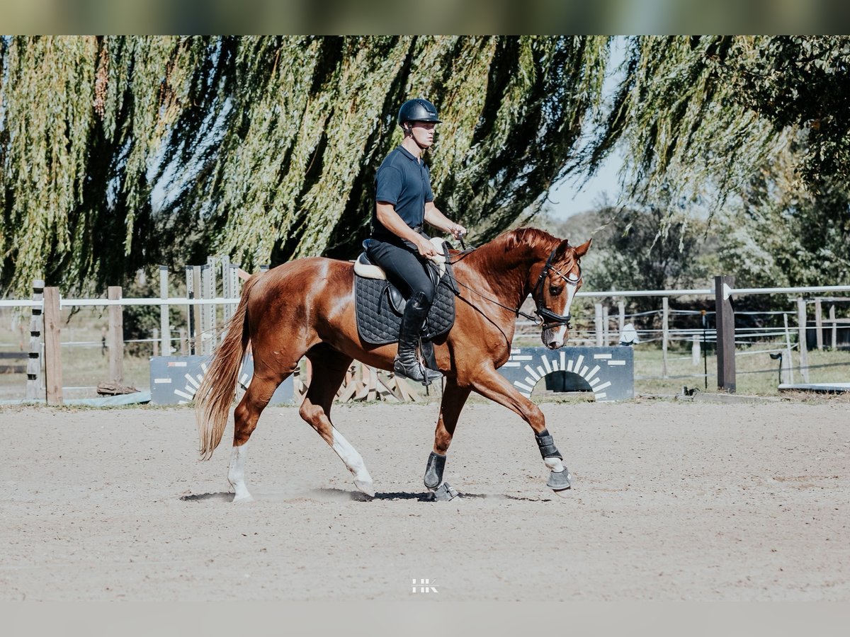 Hannover Castrone 5 Anni 173 cm Sauro in Oberkr&#xE4;mer