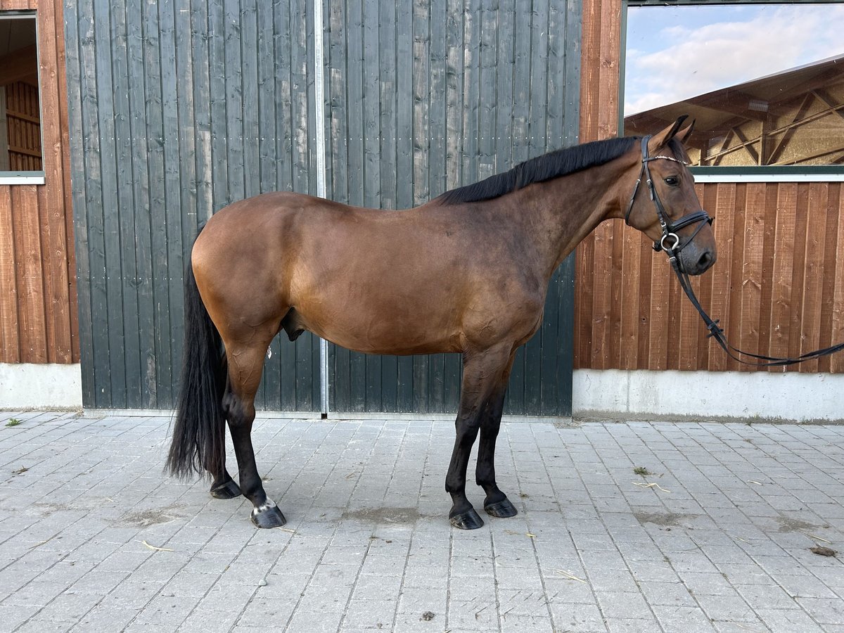 Hannover Castrone 5 Anni 174 cm Baio in Meckenbeuren