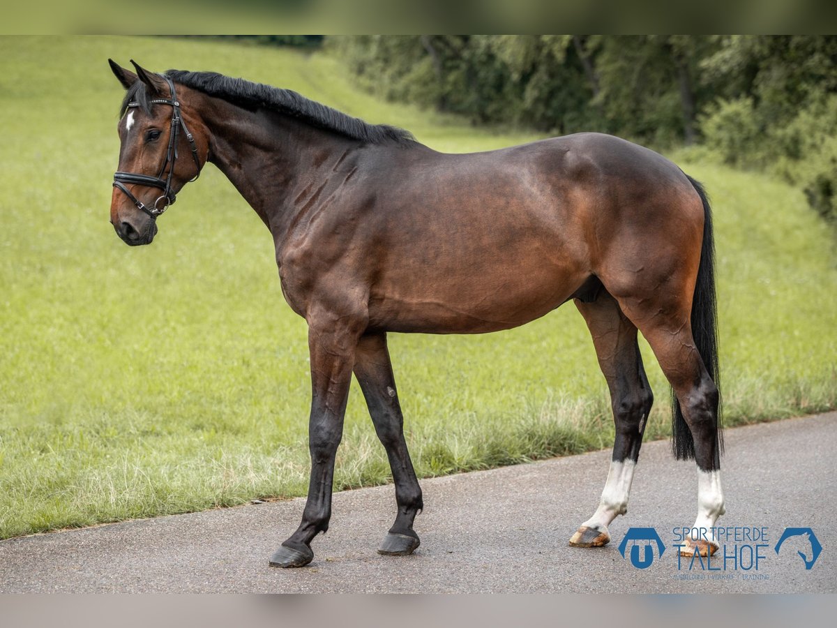 Hannover Castrone 5 Anni 175 cm Baio in Korntal-Münchingen