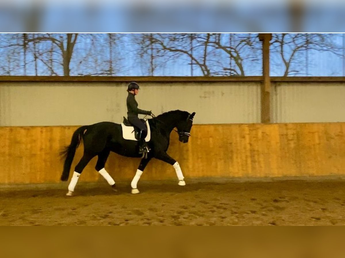 Hannover Castrone 5 Anni 175 cm Morello in Hammah