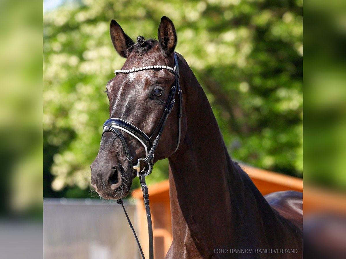 Hannover Castrone 5 Anni 177 cm Morello in Verden