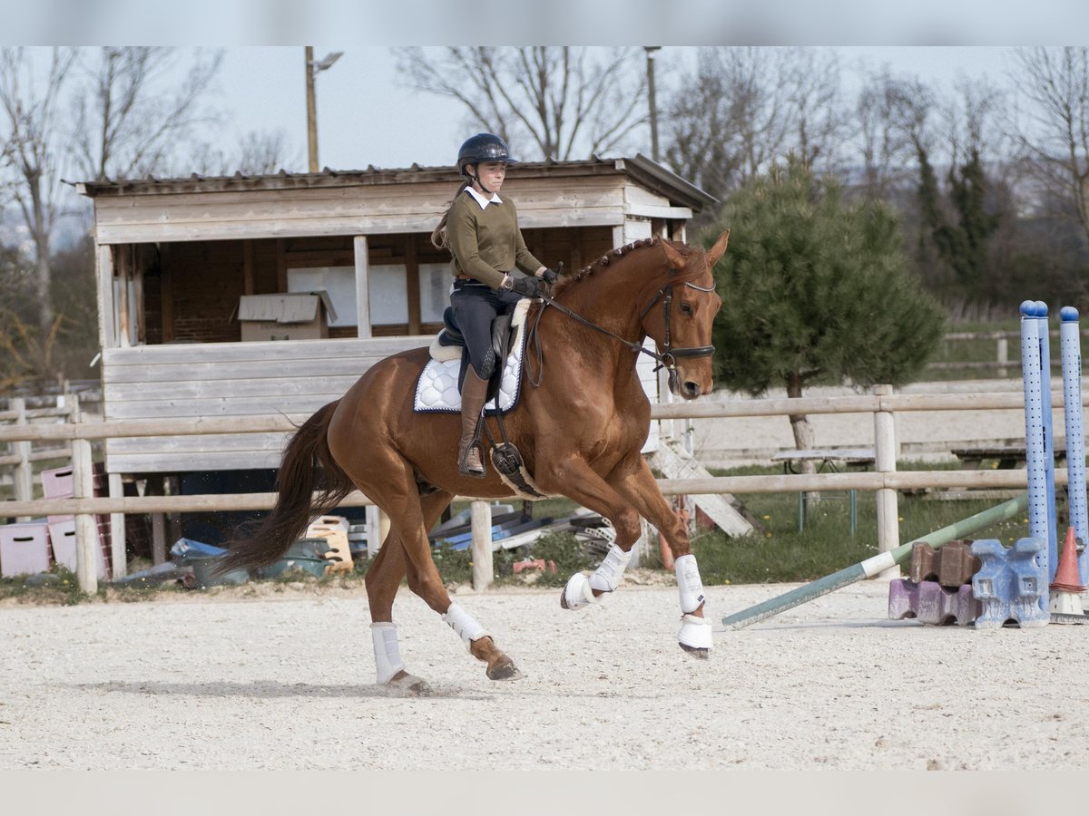 Hannover Castrone 5 Anni 178 cm Sauro in sardieu