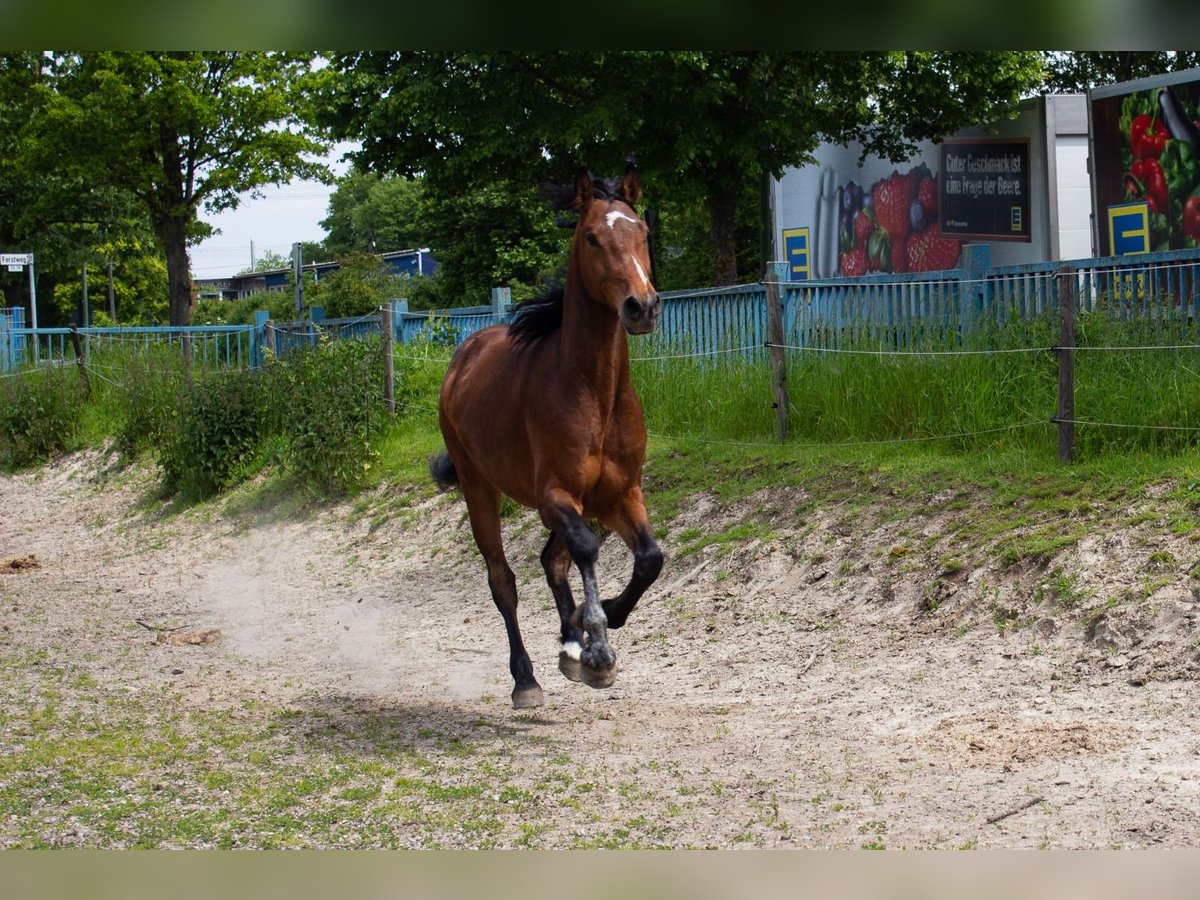 Hannover Castrone 6 Anni 163 cm Baio in Niederzier